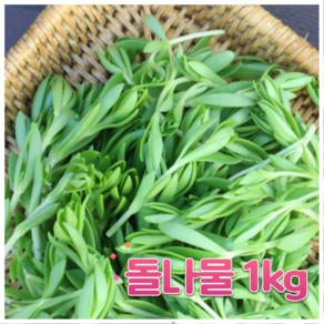 신선한 돌나물 산지직송 철저한 위생관리 돌나물김치 돌나물무침 쌈채소, 1개, 1kg