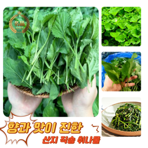 [굿피플] 취나물 국산취나물 생취나물 나물 봄나물 방풍나물 취나물, 1kg, 1박스