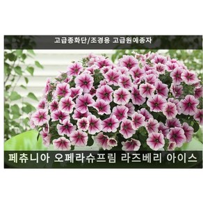 제라늄 핀토 바이올렛 5립, 1개