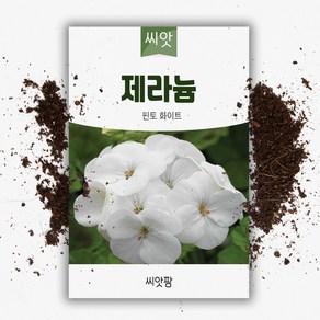 씨앗 제라늄 핀토 화이트 5립