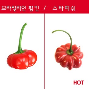 Bazilian Pumpkin Stafish 브라질리언 펌킨/ 스타피쉬 페퍼 희귀 고추 매운고추 특수작물, 1개