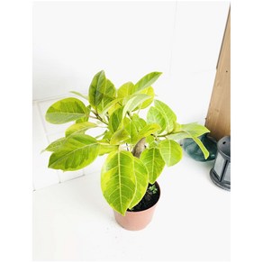 뱅갈 고무나무 소형 Ficus benghalensis