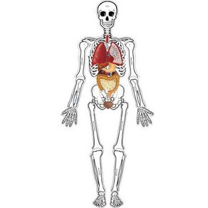 인체골격내부모형 만들기(75cm/운동.감각기관포함)