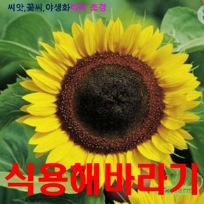 희귀씨앗 식용 해바라기 씨앗 15립, 1개