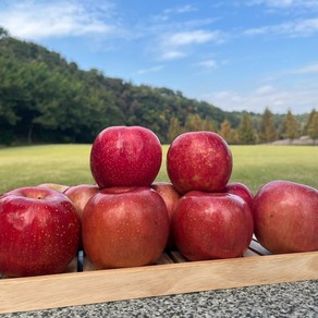 [과일정원] 고당도 부사 사과 아삭한 꿀사과 산지직송, 1박스, 10kg