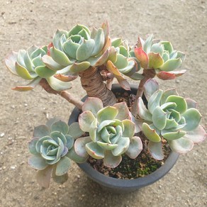 [수암다육] 나비닷 랜덤발송 Echeveria 'Tsunami' 랜덤발송 다육 다육이 다육식물 096