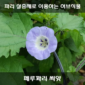 [해피플라워] 천연 살충제 만들기 페루꽈리 씨앗 0.5g(약 600립) / 봄 여름 파종 꽃씨