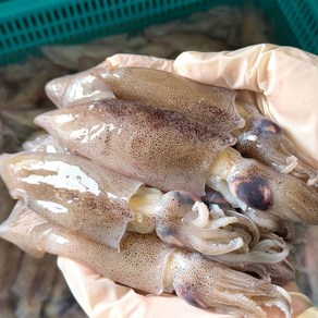 농가살리기 포항죽도 자연산 통찜용 급냉 한입한치, 1개, 1kg(16~30미 내외)