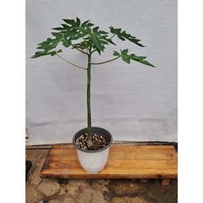 파파야나무/야자수, 1개