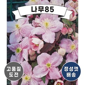 (나무85) 클레마티스 몬타나 메이린 p9, 1개