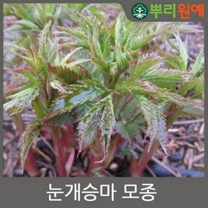 눈개승마모종/삼나물모종/능개승마 100주(105구 1판) j22, 1개