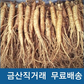 햇인삼 5년근 수삼 실속형 인삼 350g (무료배송) 가정용인삼, 선택2 .실속형 350g(16-20뿌리), 1개