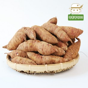 [태안직송] 안면도 황토 햇 꿀 호박고구마 (중상)3kg/5kg/10kg, 5kg, 1개