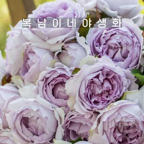 티앤랑장미 페인트그린 [1포트 복남이네야생화 모종 퍼플 사계장미 땅장미 로즈 ose], 1개
