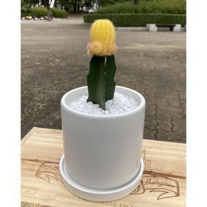 [이가농원] 꽃피는 산취선인장, 2.화이트화분, 1개
