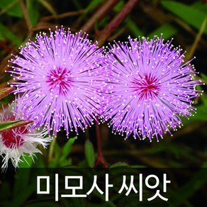 미모사 씨앗 신경초 종자 꽃씨 꽃씨앗 야생화 30알, 1개