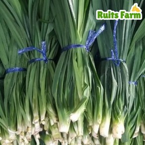 [루츠팜] 태국 생 판다누스 900g~1kg (총 2~4묶음) 판단잎 pandanus 카야잼 카야쨈, 1kg, 4개