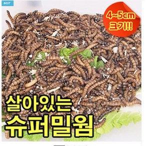 성충 안되는 살아있는 슈퍼밀웜 4~5cm 안전포장, 1개