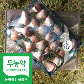 국내산 친환경 참송이 버섯 선물용, 1박스, 700g(소)