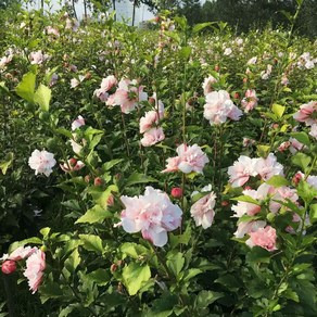 목하원예조경 신품종 무궁화나무 (루분홍심) 60cm전후 개화주 포트묘, 1개