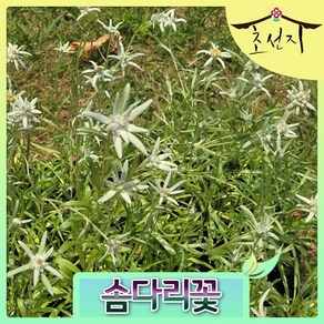 Leontopodium Coeanum Nakai, 솜다리, 1개