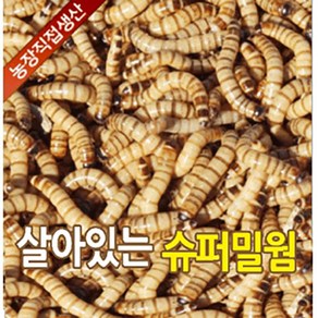 성충 안되는 살아있는 슈퍼밀웜 1cm ~ 6cm 50마리 부터 2000마리 판매 파충류 도마뱀 먹이 안전포장, 3-4cm 200마리, 1개, 1g