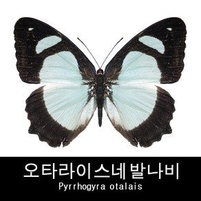 오타라이스네발나비표본 Pyhogya otalais 80mm+-