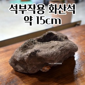 석부작 화산석 난분 화분돌 (2호중) 약 15CM 조경용 귀여운화분 승진선물 식물선물