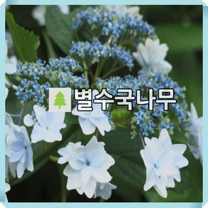 별수국나무 묘목 7치포트 개화주, 1개