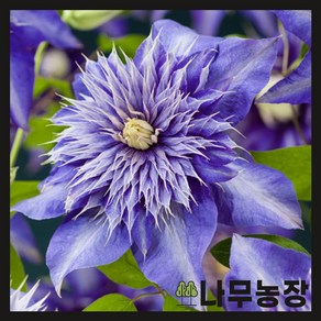 (나무농장) 클레마티스 크레마티스 멀티블루 10cm 포트, 1개