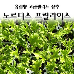 [모종심는아빠] 유럽형 고급 샐러드 상추 노르디스프릴라이스 모종 유럽상추, 12개