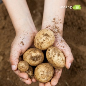 쿠잉Fesh 수미감자 햇감자 강원도 국내산 감자 골라담기, 1개, 04.쿠잉Fesh 감자 대 3kg(찜용)