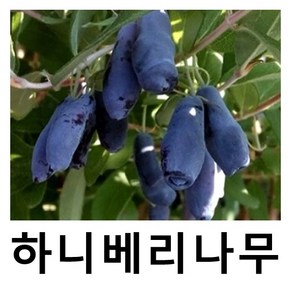 하니베리나무 묘목 백두산 댕댕이나무 실생2년 포트묘, 1개