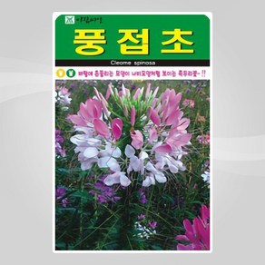 슬로시 꽃 씨앗 고급 꽃씨 야생화 허브씨 종자 모음, 1개