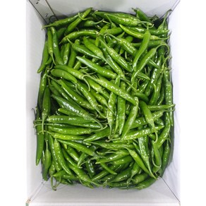 윤가네세자매 국내산 청양고추 500g/1kg/2kg/3kg/5kg/10kg, 청양고추_2kg, 1개