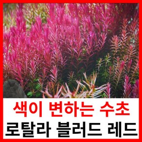 수초하우스) 로탈라 블러드 레드, 10개