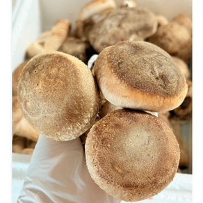 문경 송화고 고기버섯 송고 솔송화버섯 실속형 500g 1kg 송이향 고기맛 [원산지:국산(경상북도 문경시)], 1개