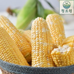[청조원] 고당도 달콤한 황금빛 초당옥수수 신선 달달한 명품 꿀맛 간식, 5개, 특품