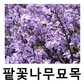 팥꽃나무 묘목 키60cm, 1개