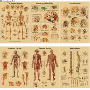 인체 포스터 골격 근육 뼈 해부도 독일어 벽 버전 프랑스어 아트 장식 스페인어 구조 레트로 페이퍼 신체 의료실 크래프트 해부학 영어 이탈리아어, A48.3x11.8inch_49=49