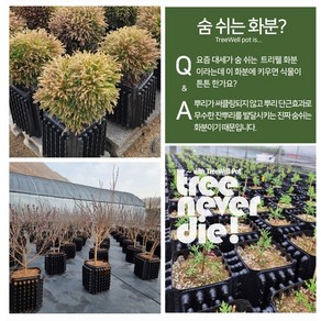 트리웰화분 9리터 (20cm*20cm*27cm) 에어터널효과, 1개