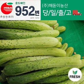 해돋이농산 국내산 백오이 백다다기 다다기오이 오이 못난이오이 10개 20개 30개