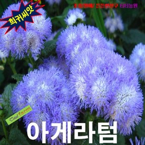 (희귀씨앗) 아게라텀 (풀솜꽃) 블루 15립