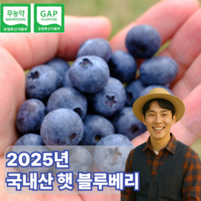 2025년 국내산 고당도 신틸라 생블루베리 무농약 당일수확 산지직송, 1개, 대(14mm~16mm)_600g