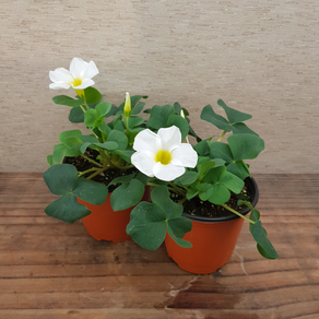 [용이네 화원]참사랑초 [2개묶음 1+1 무료배송] 10cm 화분 119 사랑초, 2개, 랜덤