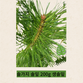 솔가지 솔잎 200g 생솔잎