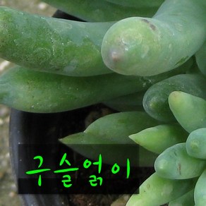 [허브여울다육] 구슬얽이 (구슬얽기) 지름 9cm 소품 다육화분, 1개