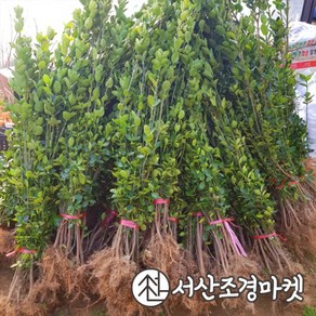 사철나무 묘목 키100~120cm(10개묶음) 서산조경마켓, 1개