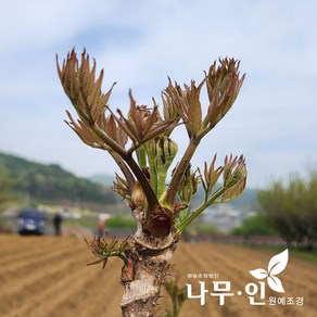 [나무인] 참두릅나무 10개
