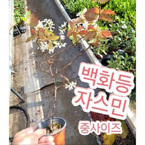 백화등자스민넝쿨 중/바람개비를 닮은 꽃, 1개